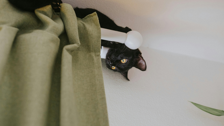 mejores cortinas si tienes mascota